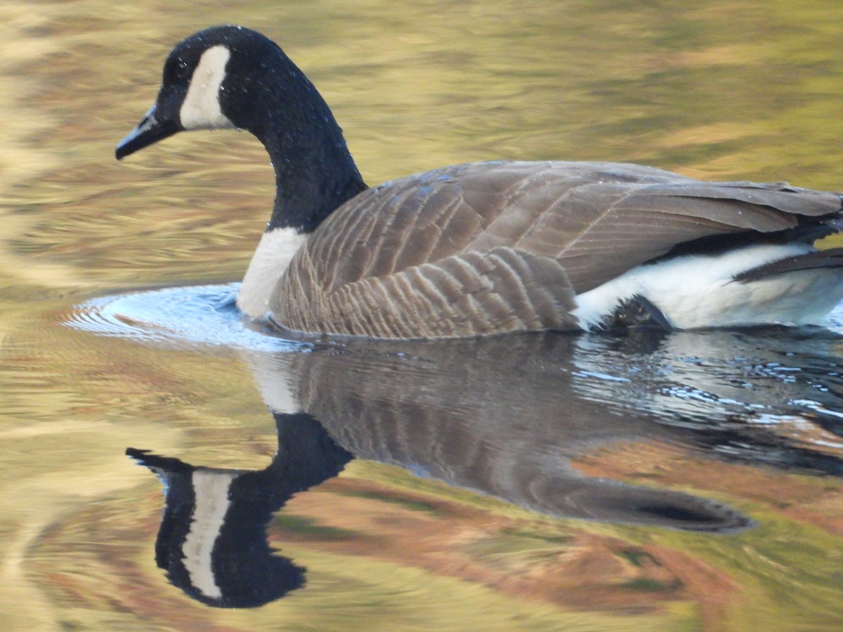 Canada Goose - Denis Provencher COHL