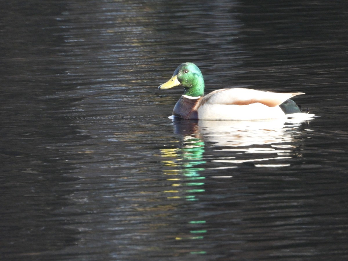 Mallard - Denis Provencher COHL