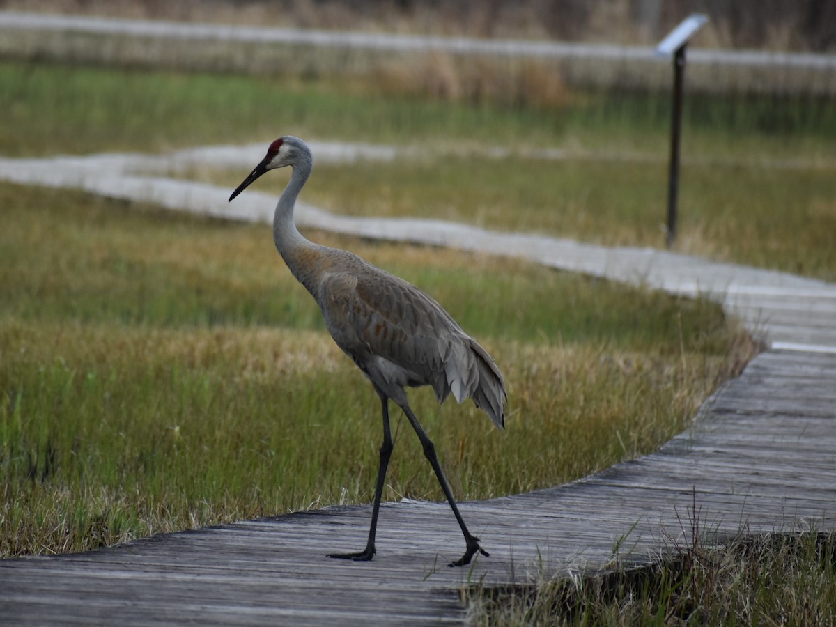 Sandhill Crane - ML617472491