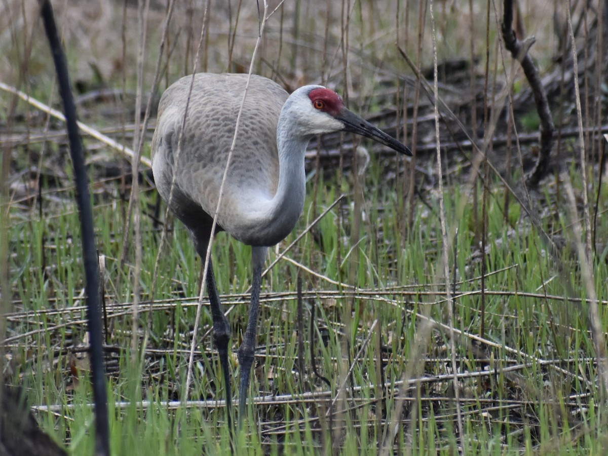 Sandhill Crane - Dawn Pietrykowski