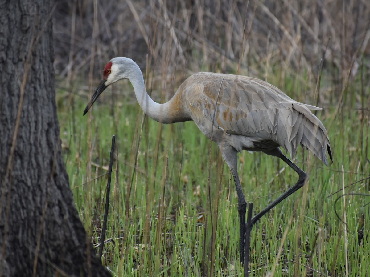 Grulla Canadiense - ML617472494