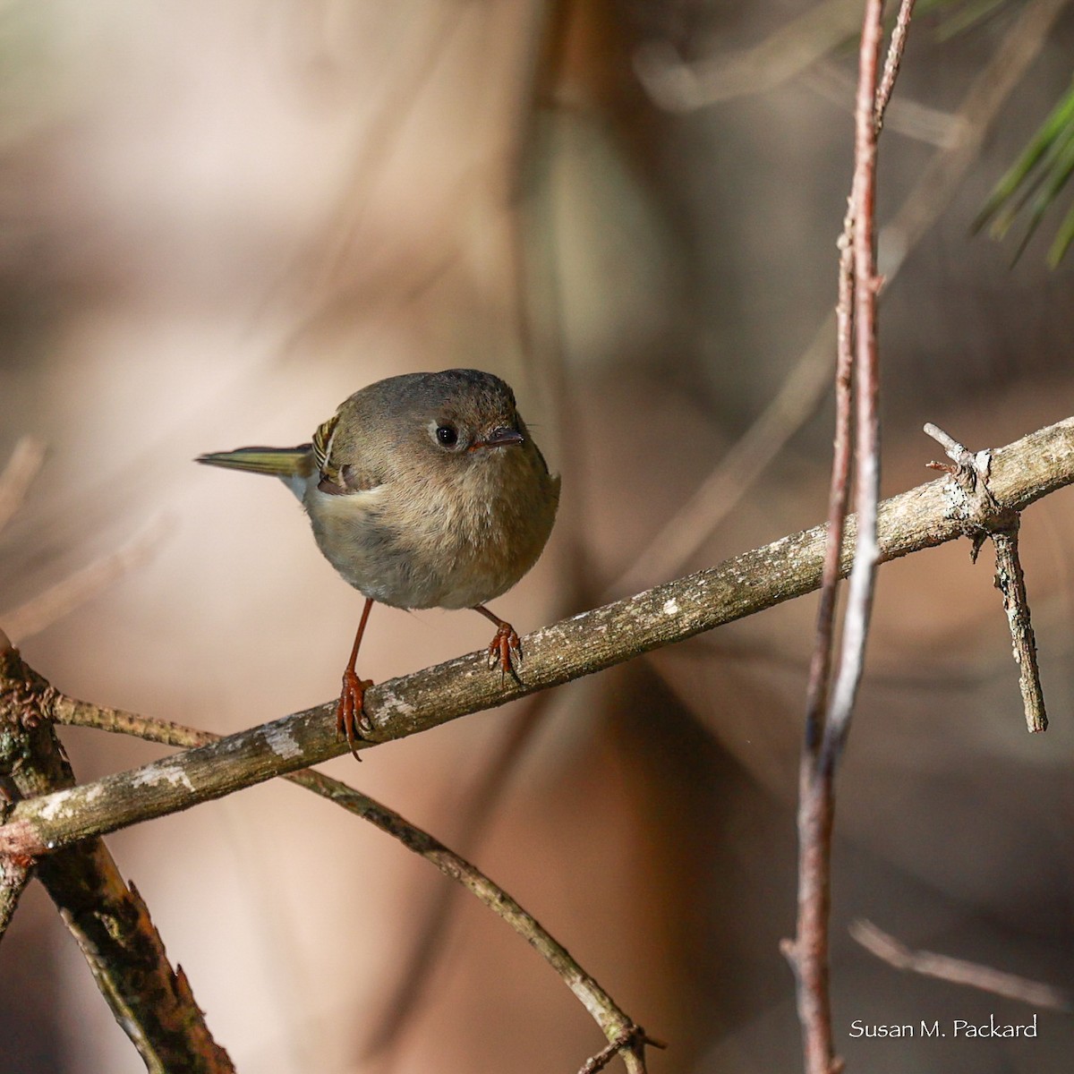 Ruby-crowned Kinglet - ML617472527