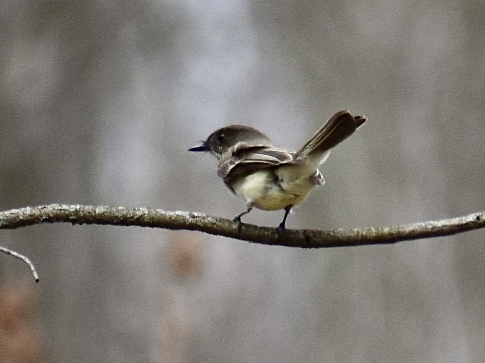 Eastern Phoebe - ML617472543