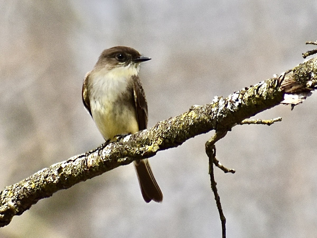 Eastern Phoebe - Dawn Pietrykowski