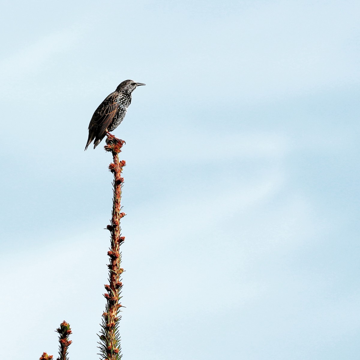 European Starling - ML617472669