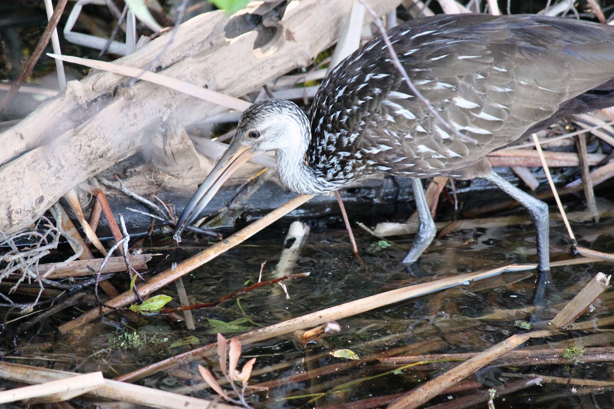 Limpkin - ML617472741