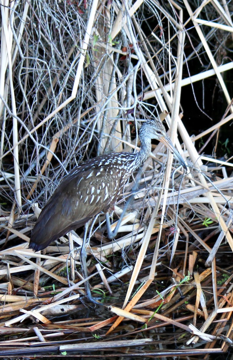 Limpkin - ML617472742