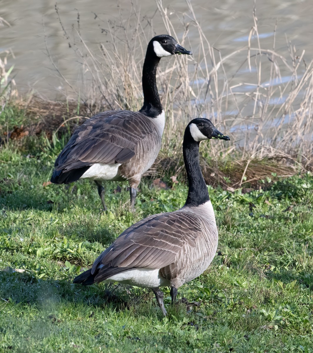 Canada Goose - ML617472754