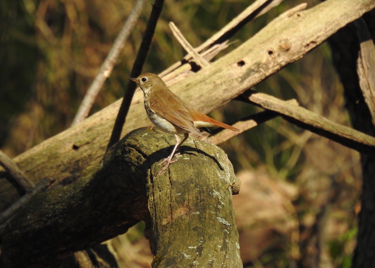 Hermit Thrush - ML617472764