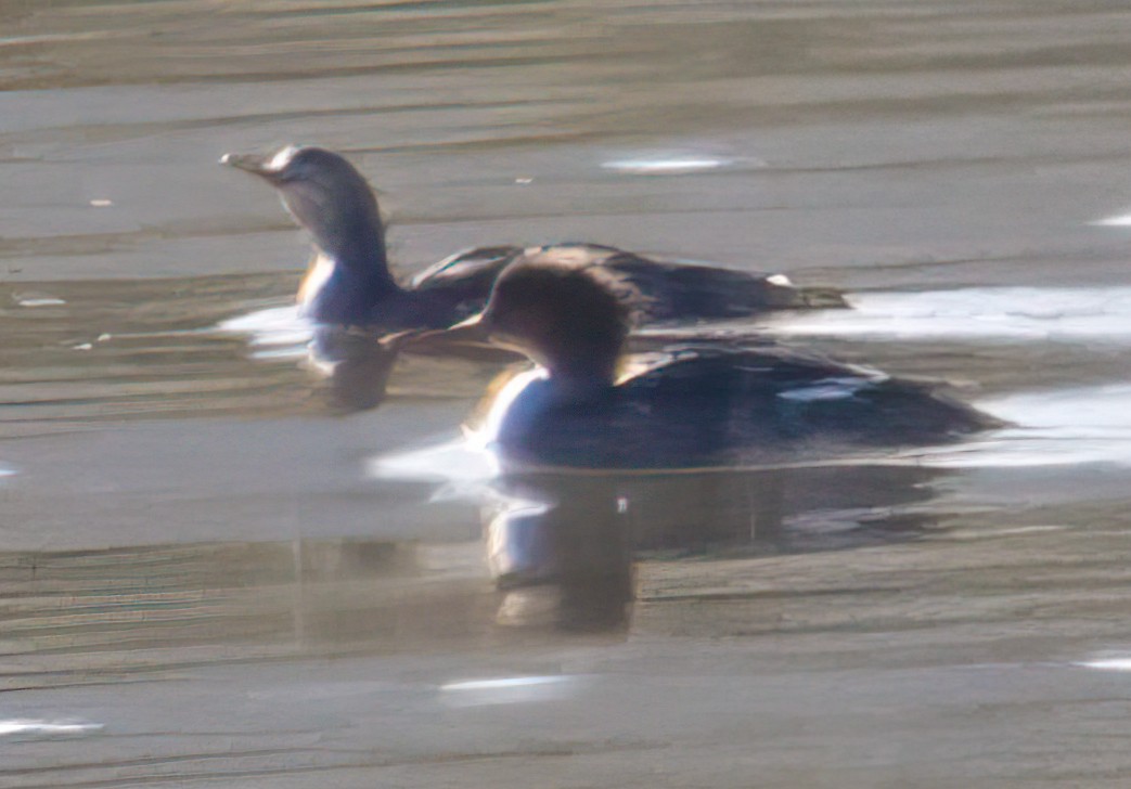 Common Merganser - Nick Winograd