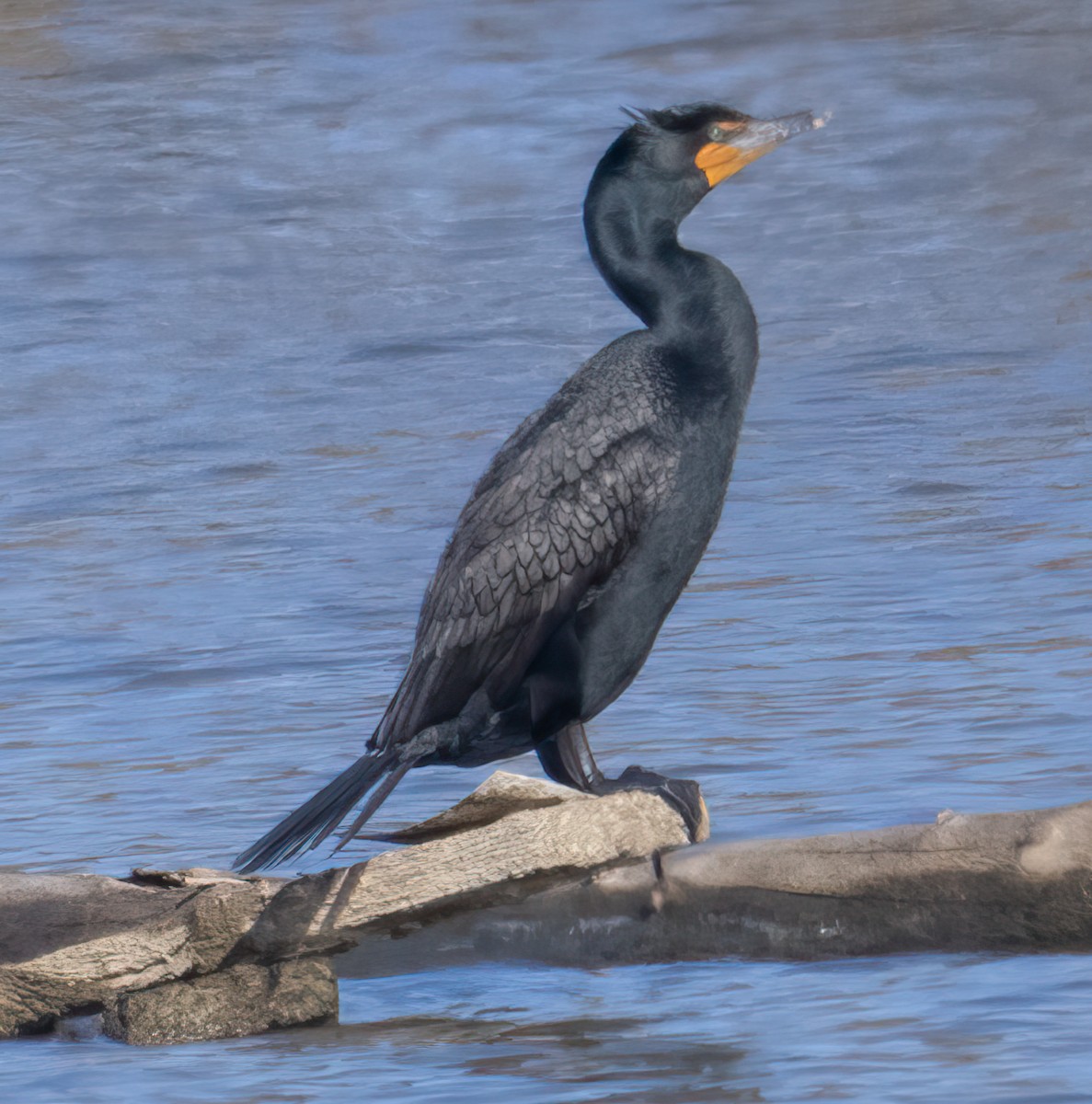 Double-crested Cormorant - Nick Winograd