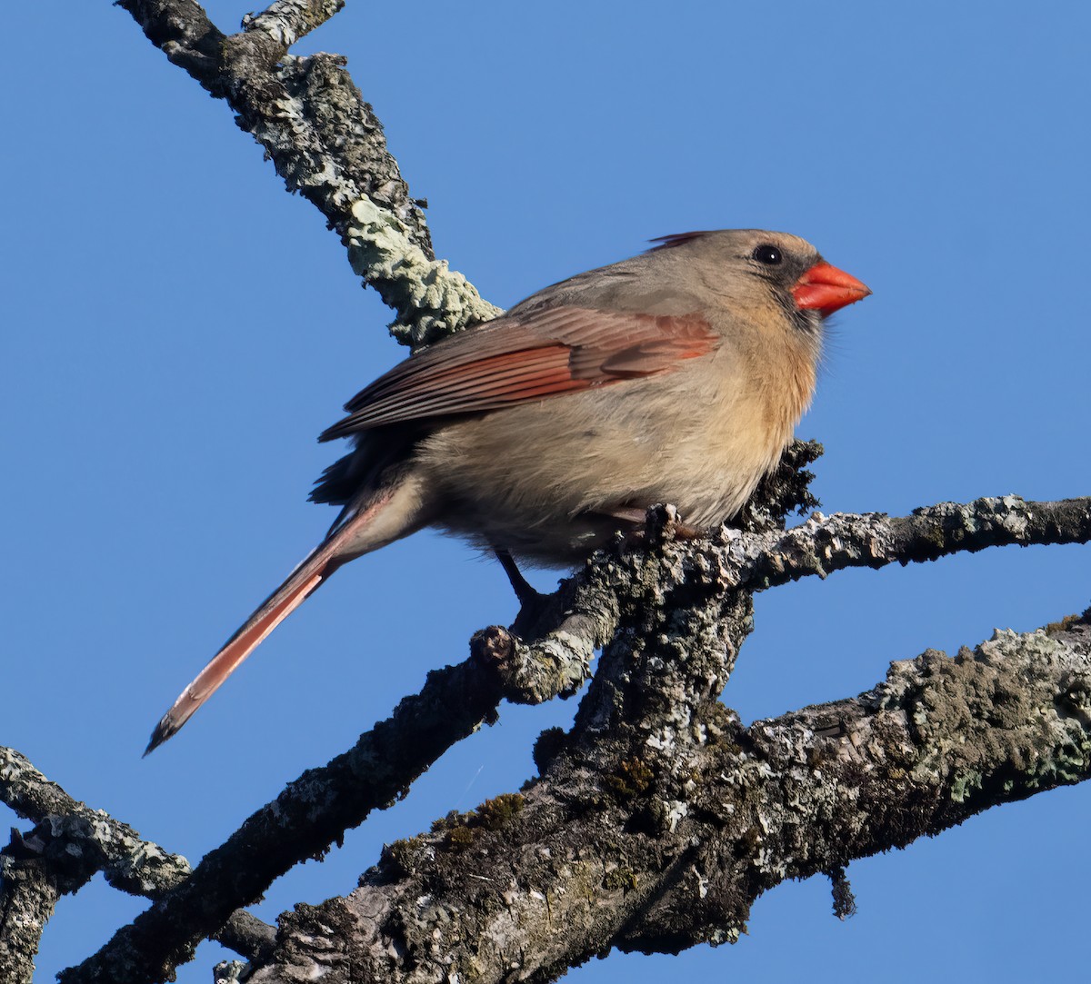 Northern Cardinal - ML617472786