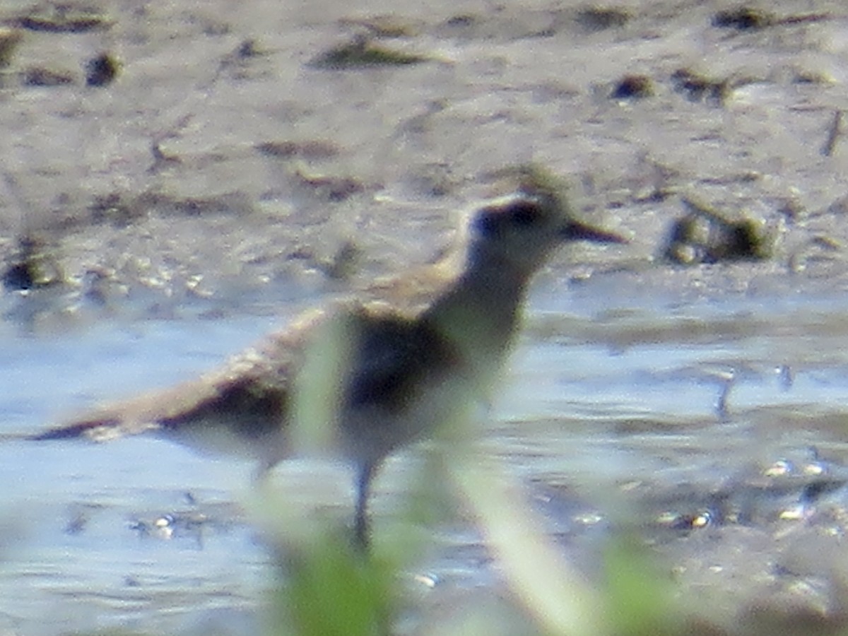 American Golden-Plover - ML617472787