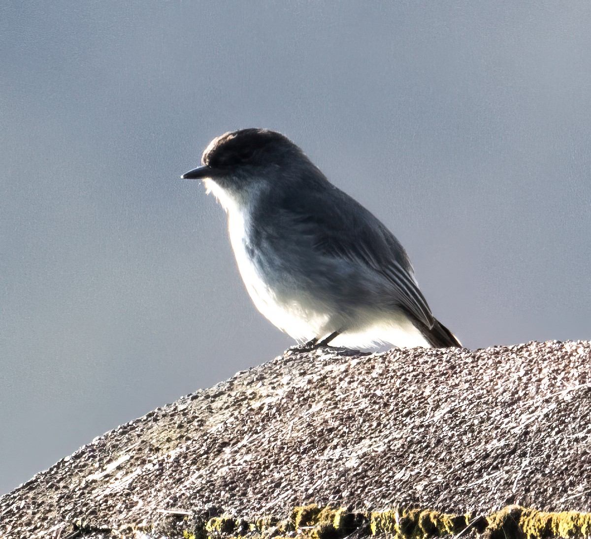 Eastern Phoebe - ML617472816