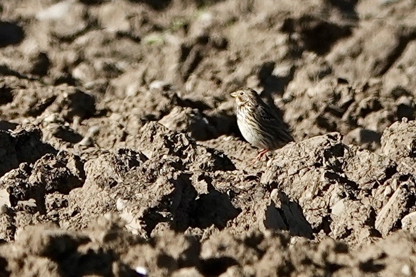 Corn Bunting - ML617472827