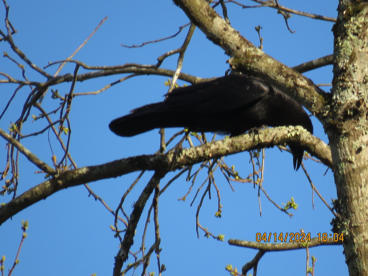 American/Fish Crow - jack paul