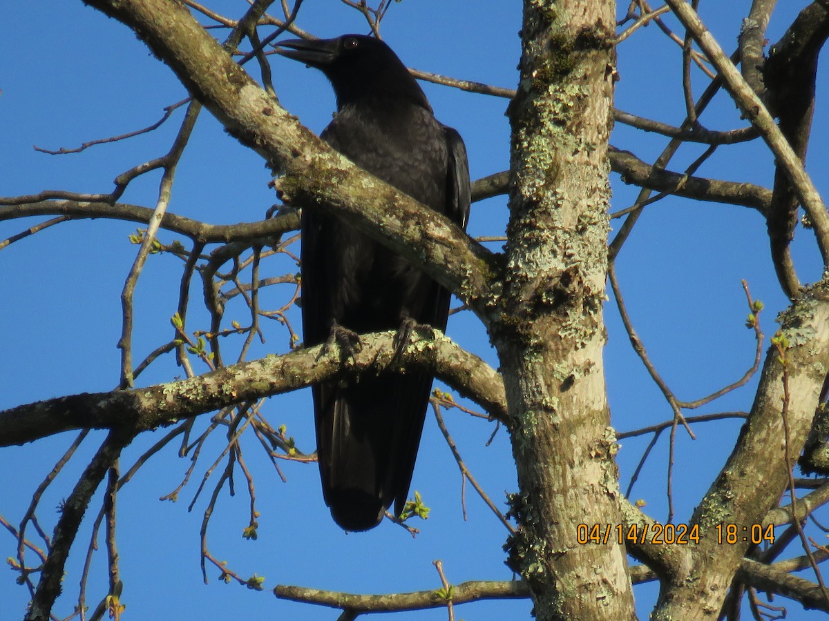 American/Fish Crow - jack paul