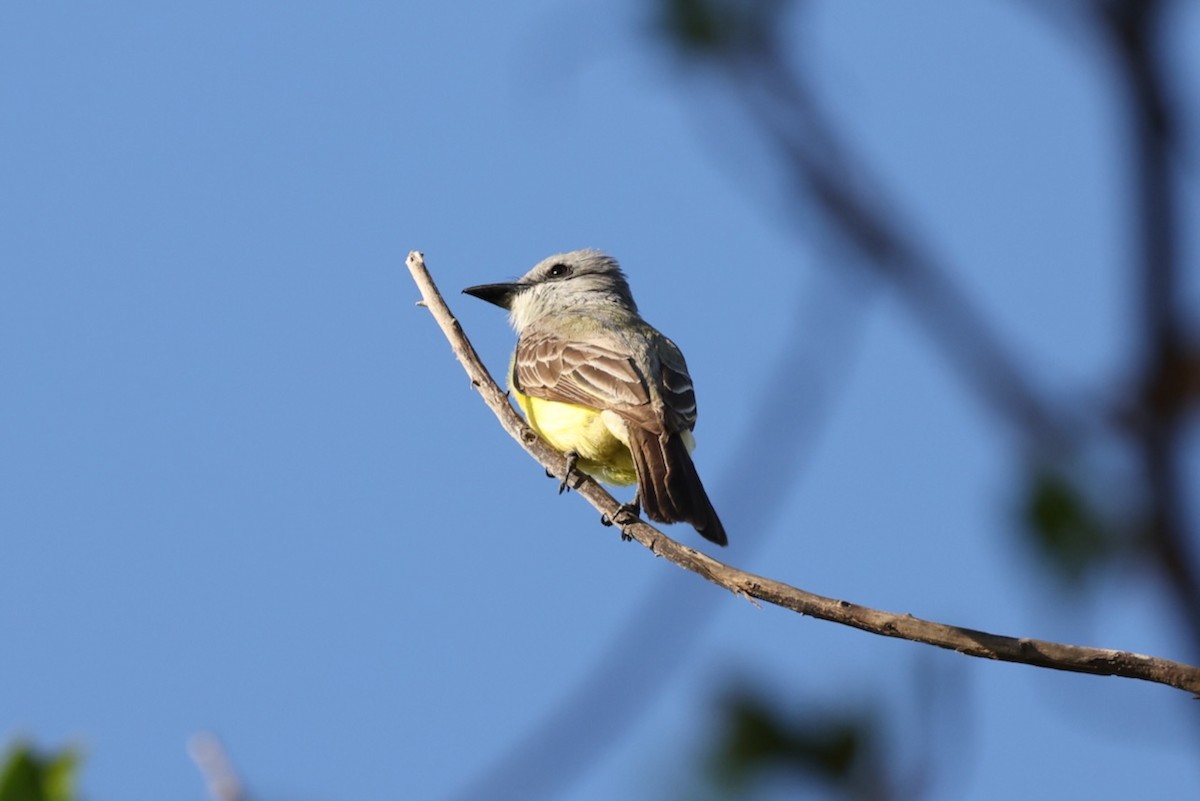 Couch's Kingbird - ML617472926