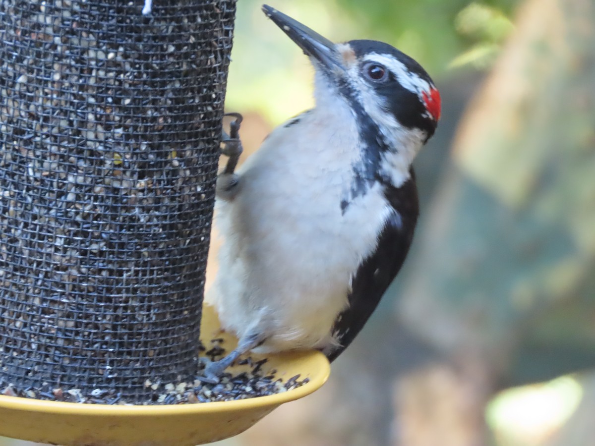 Hairy Woodpecker (Pacific) - Martha Pallin