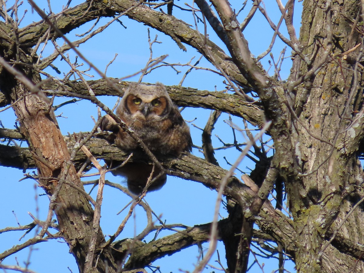 Great Horned Owl - ML617472954