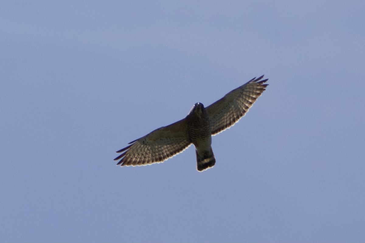 Broad-winged Hawk - ML617472956