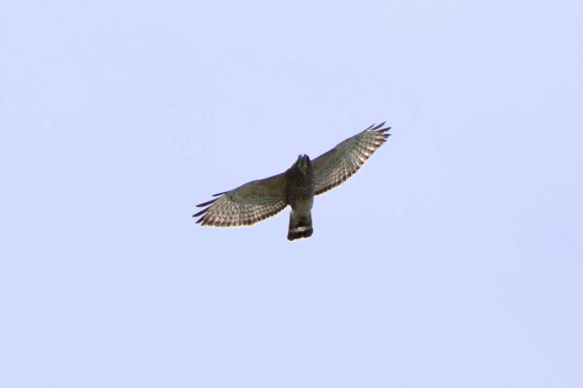Broad-winged Hawk - ML617472957