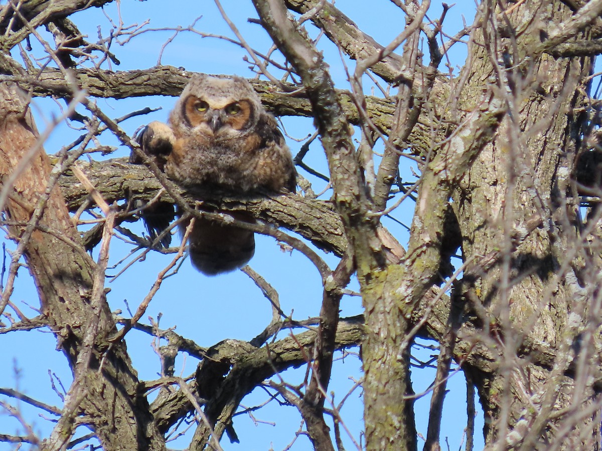 Great Horned Owl - ML617472961