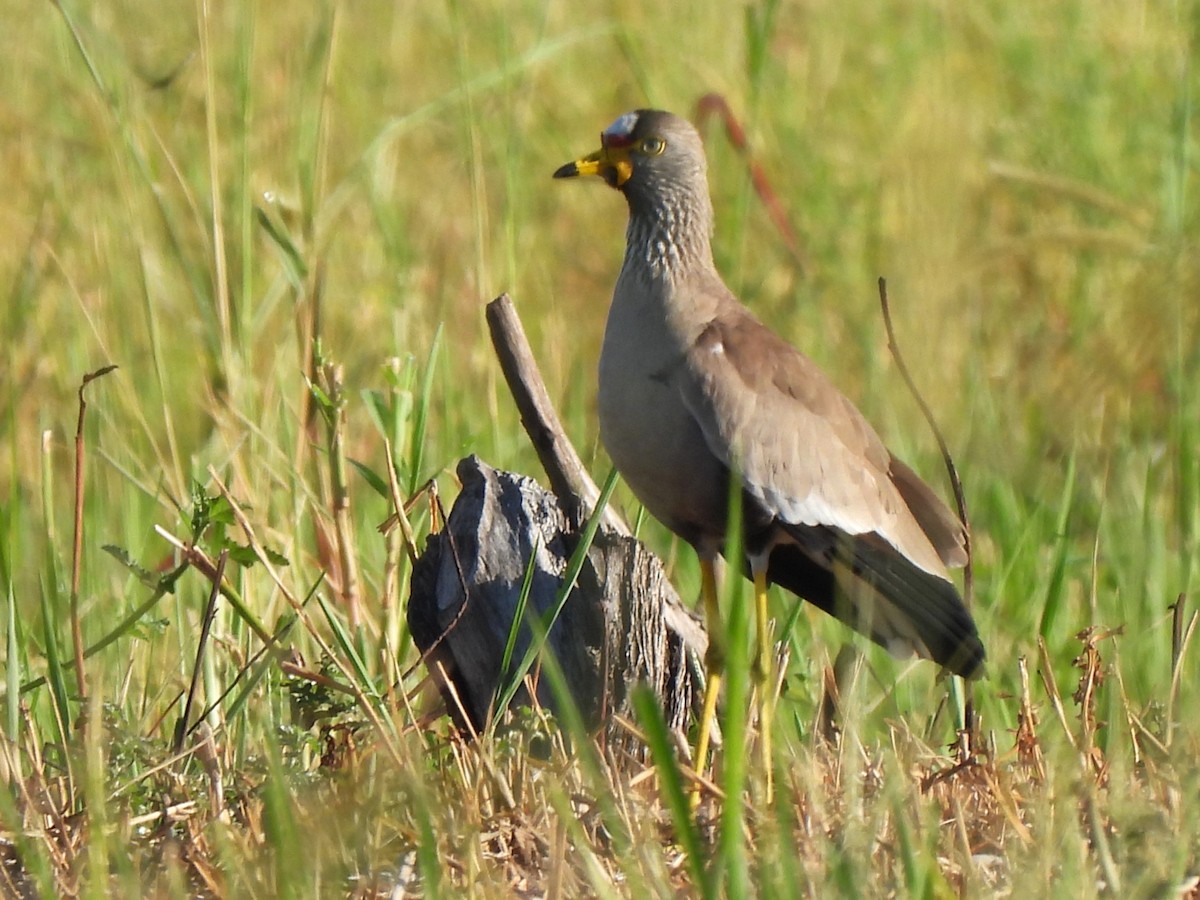 Wattled Lapwing - ML617472963