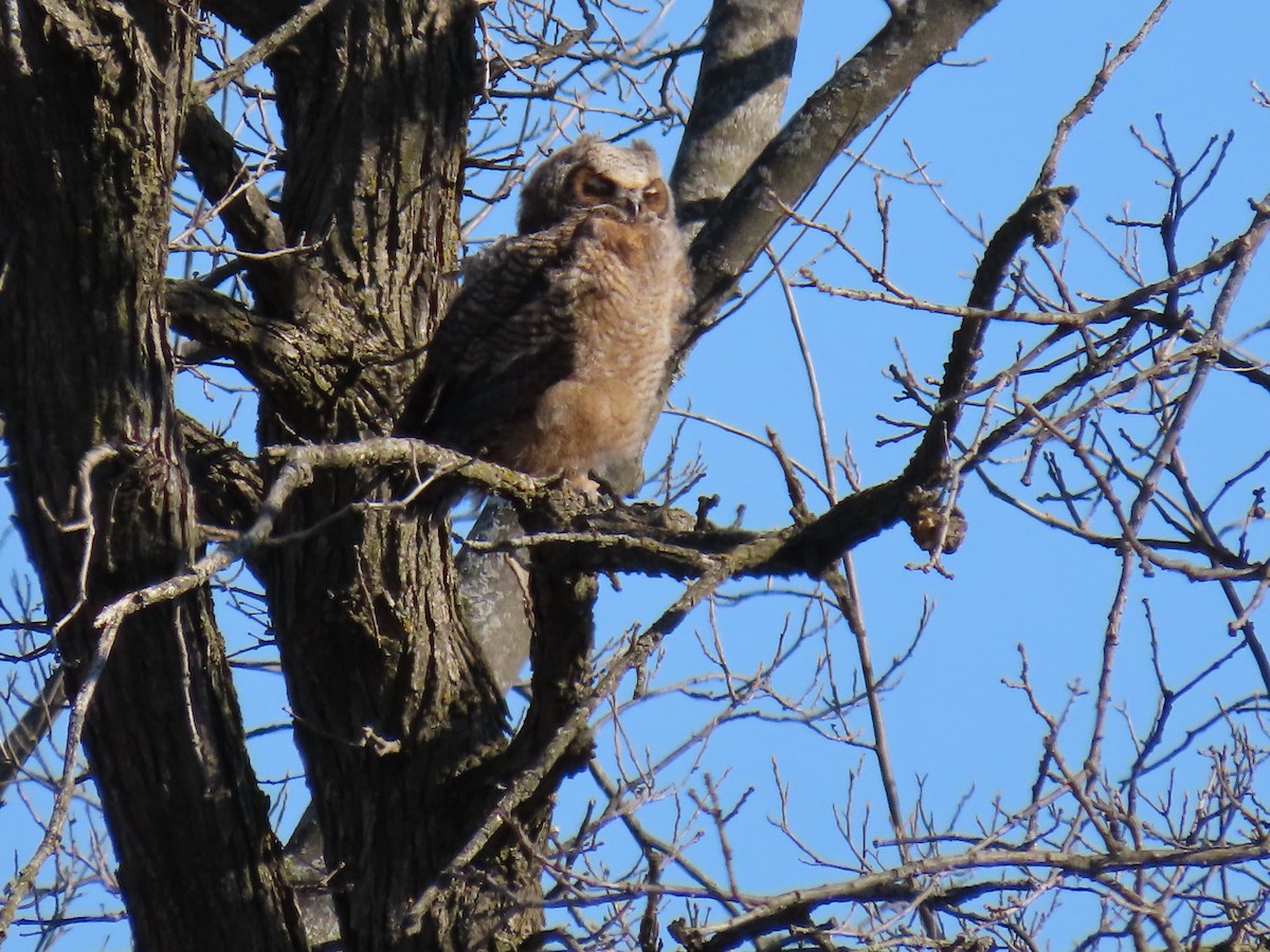 Great Horned Owl - ML617472971