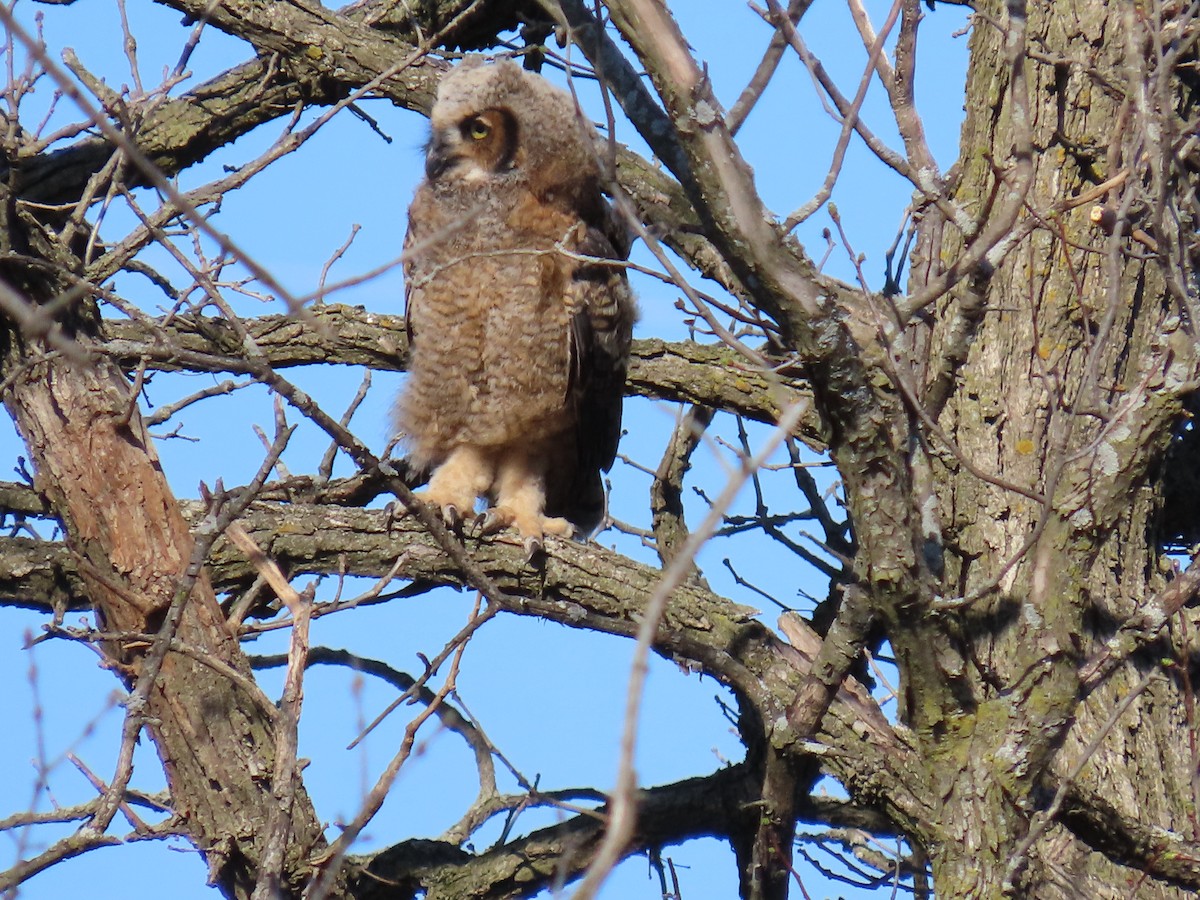 Great Horned Owl - ML617472979