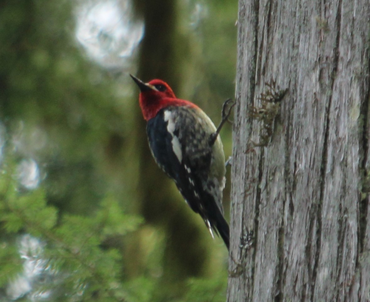 Red-breasted Sapsucker - ML617473001