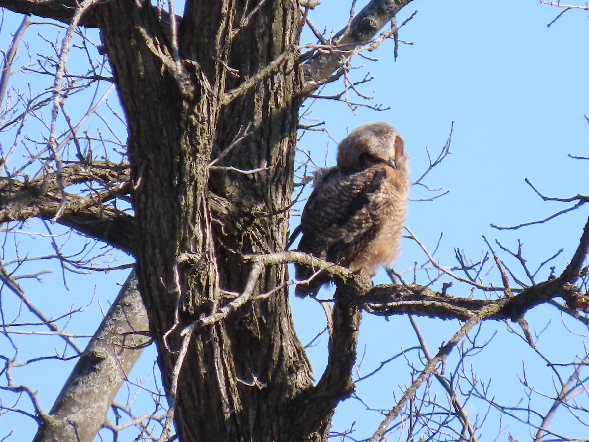 Great Horned Owl - ML617473010