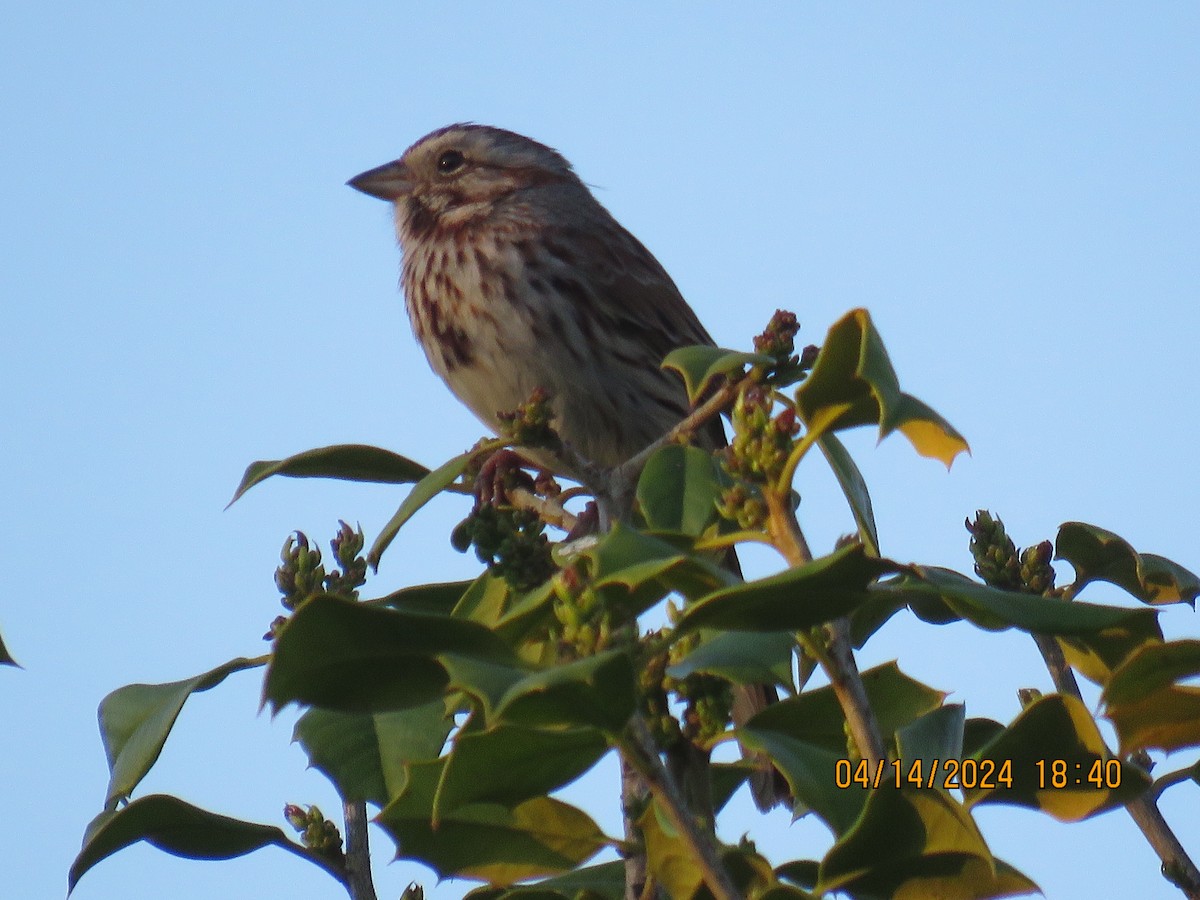 Song Sparrow - jack paul