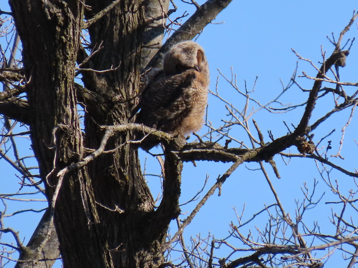 Great Horned Owl - ML617473016