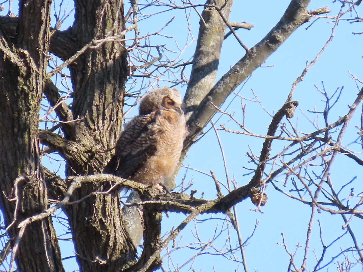 Great Horned Owl - ML617473031