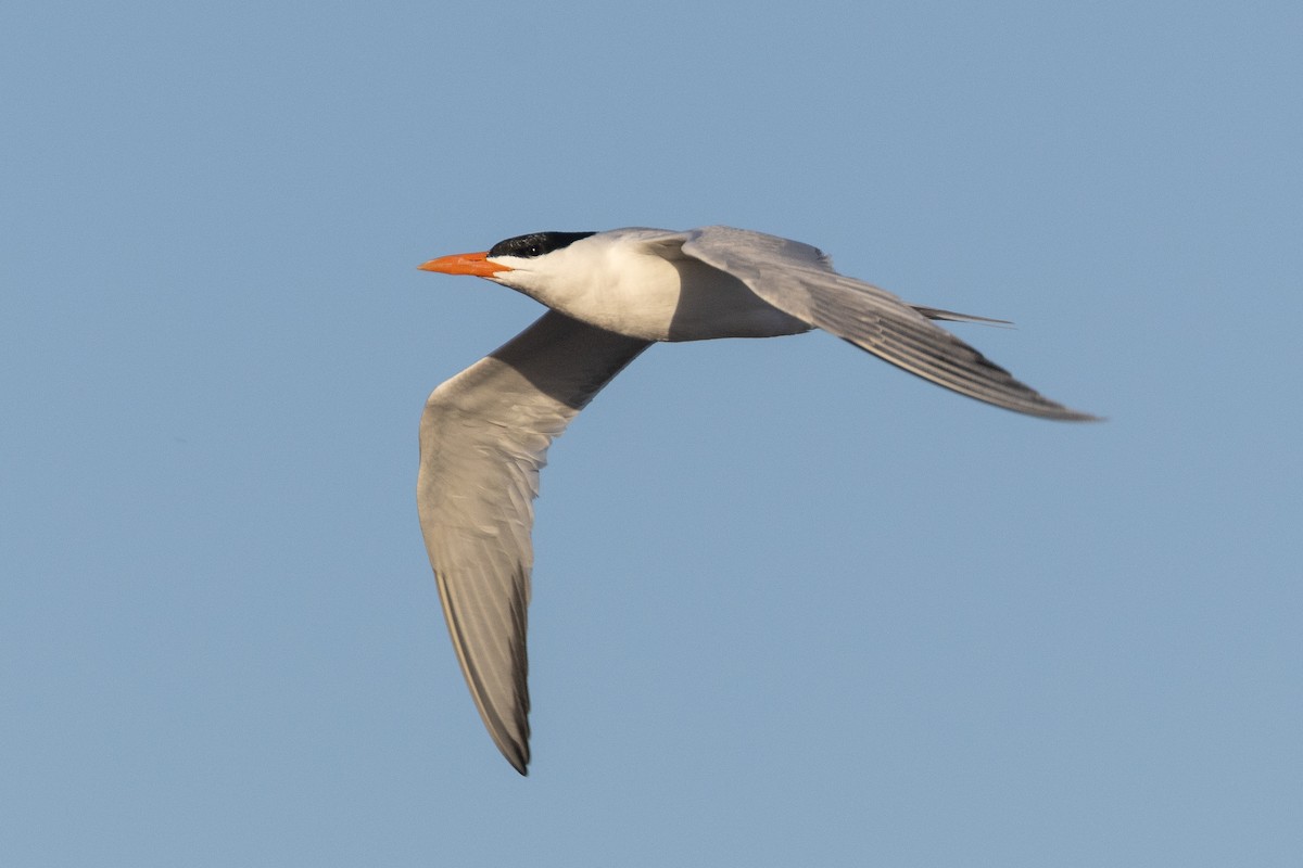 Caspian Tern - ML617473048