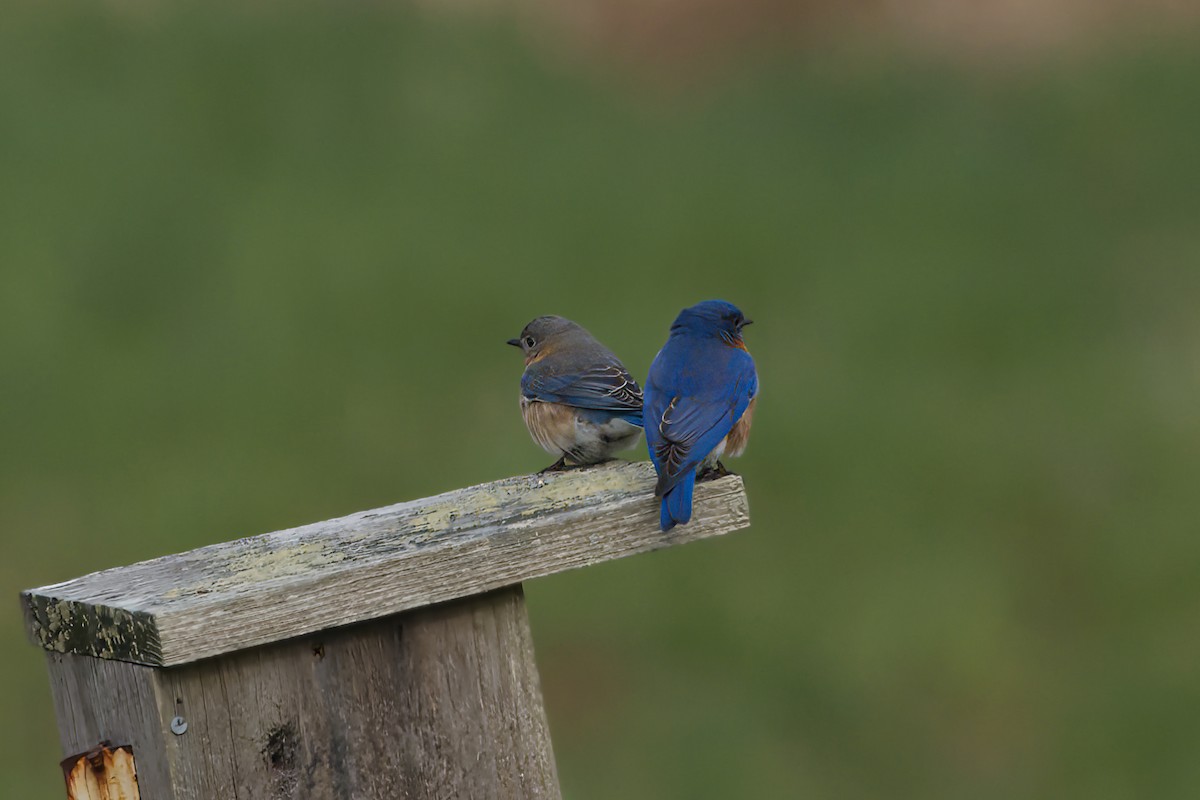 Eastern Bluebird - Grant Carrow