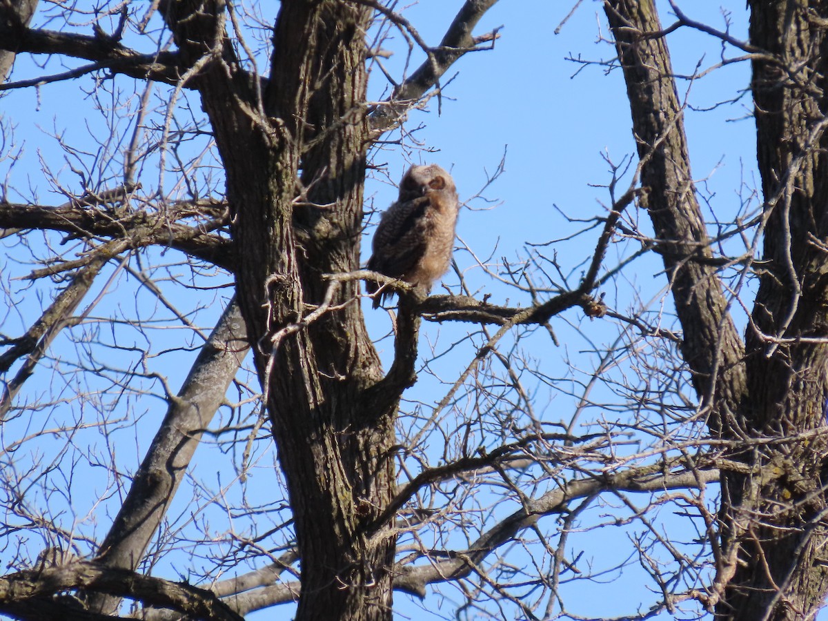 Great Horned Owl - ML617473070