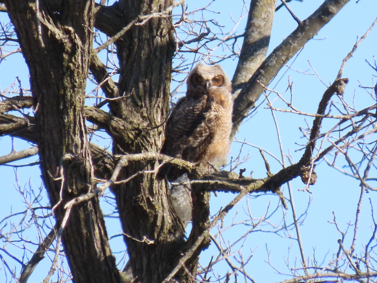 Great Horned Owl - ML617473075