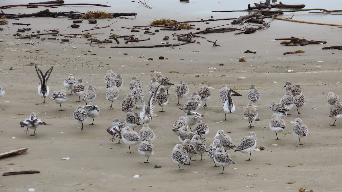 Sanderling - ML617473084