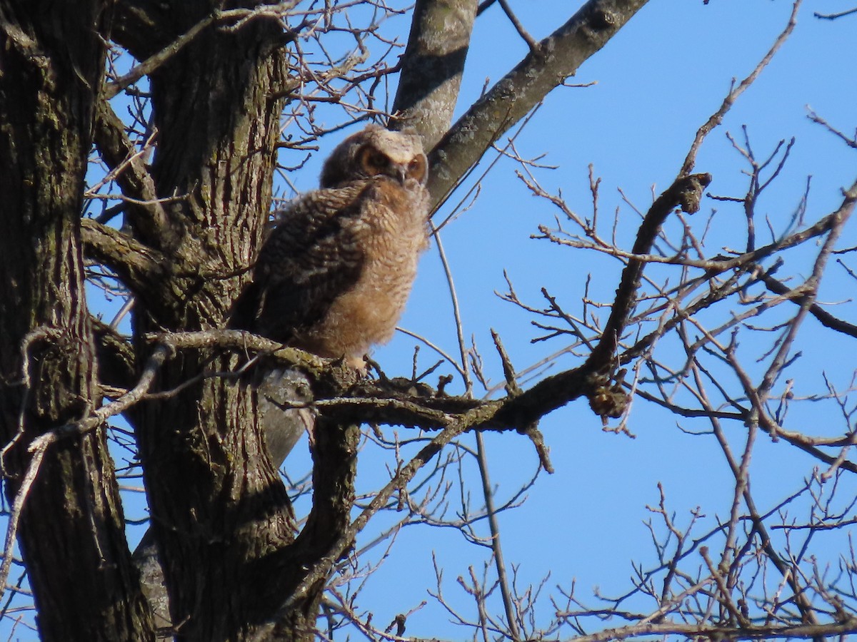 Great Horned Owl - ML617473085