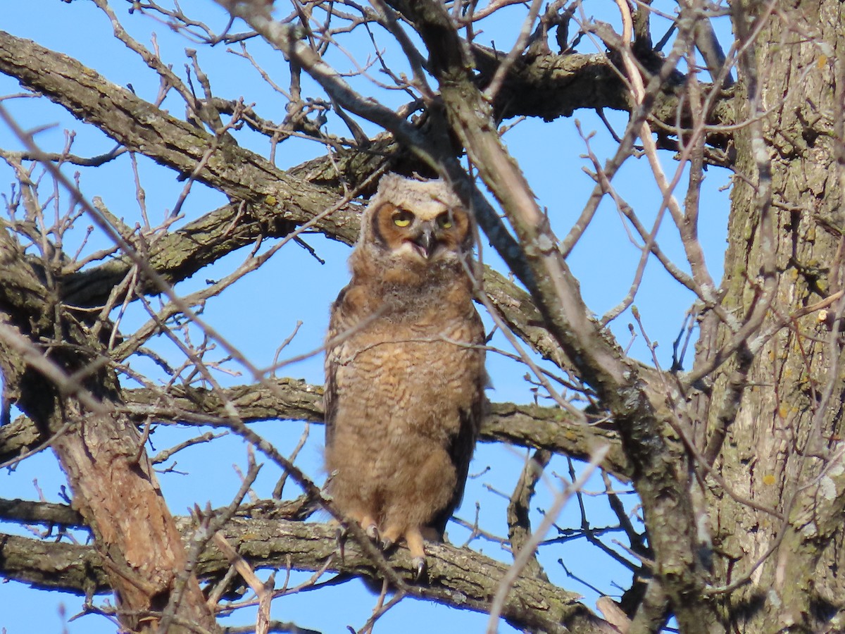 Great Horned Owl - ML617473098