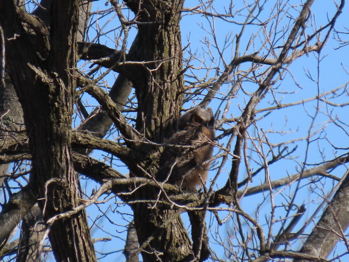 Great Horned Owl - ML617473104