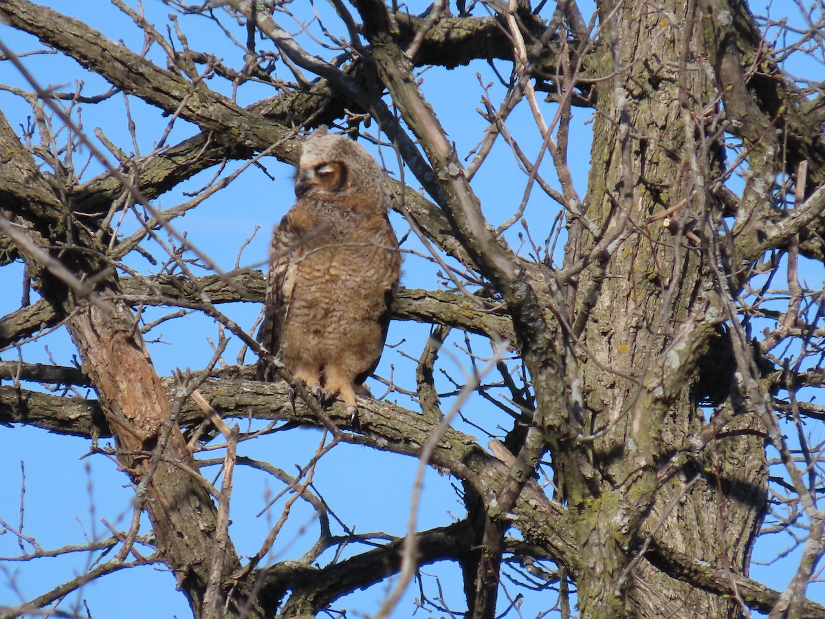 Great Horned Owl - ML617473110