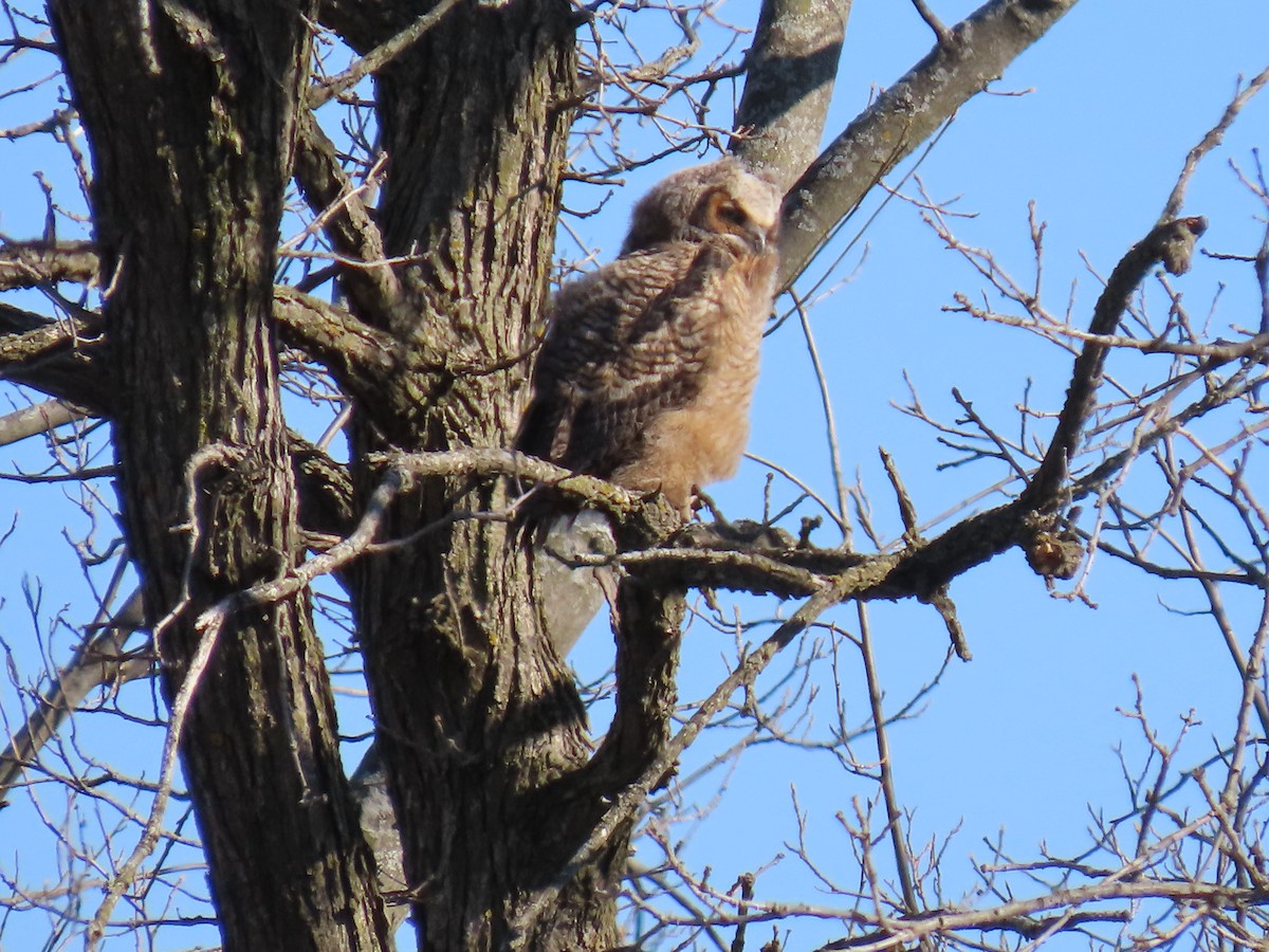 Great Horned Owl - ML617473115