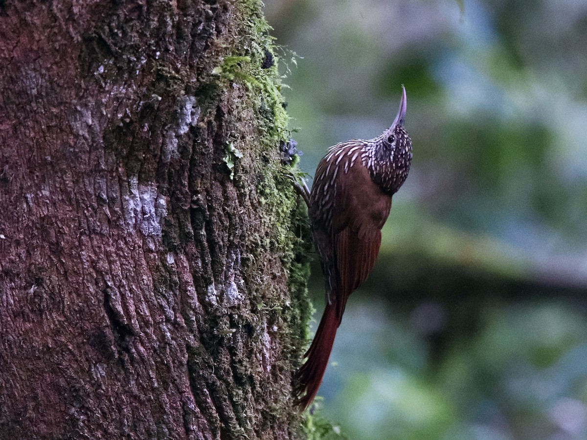 Montane Woodcreeper - ML617473120