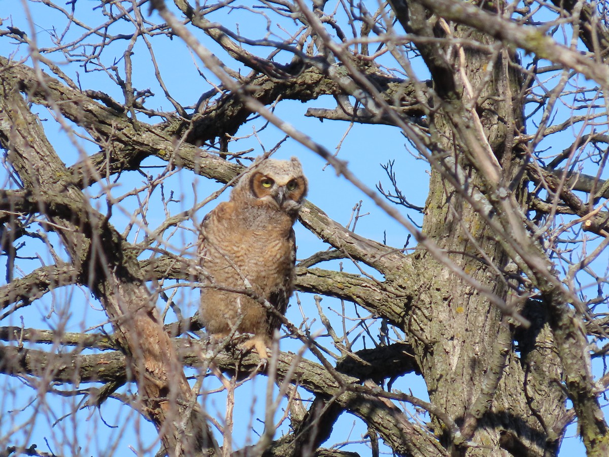 Great Horned Owl - ML617473128