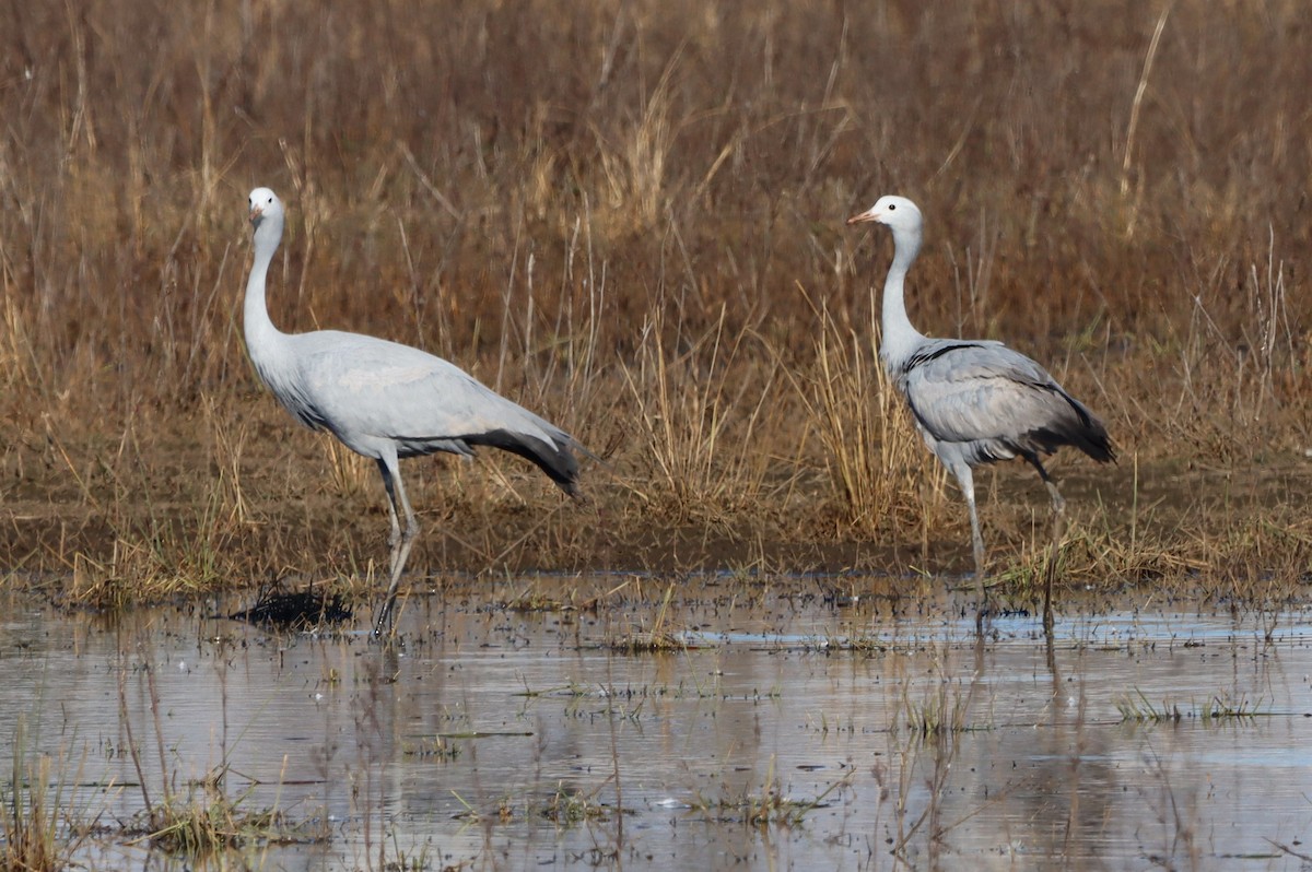 Blue Crane - Oliver Cottis