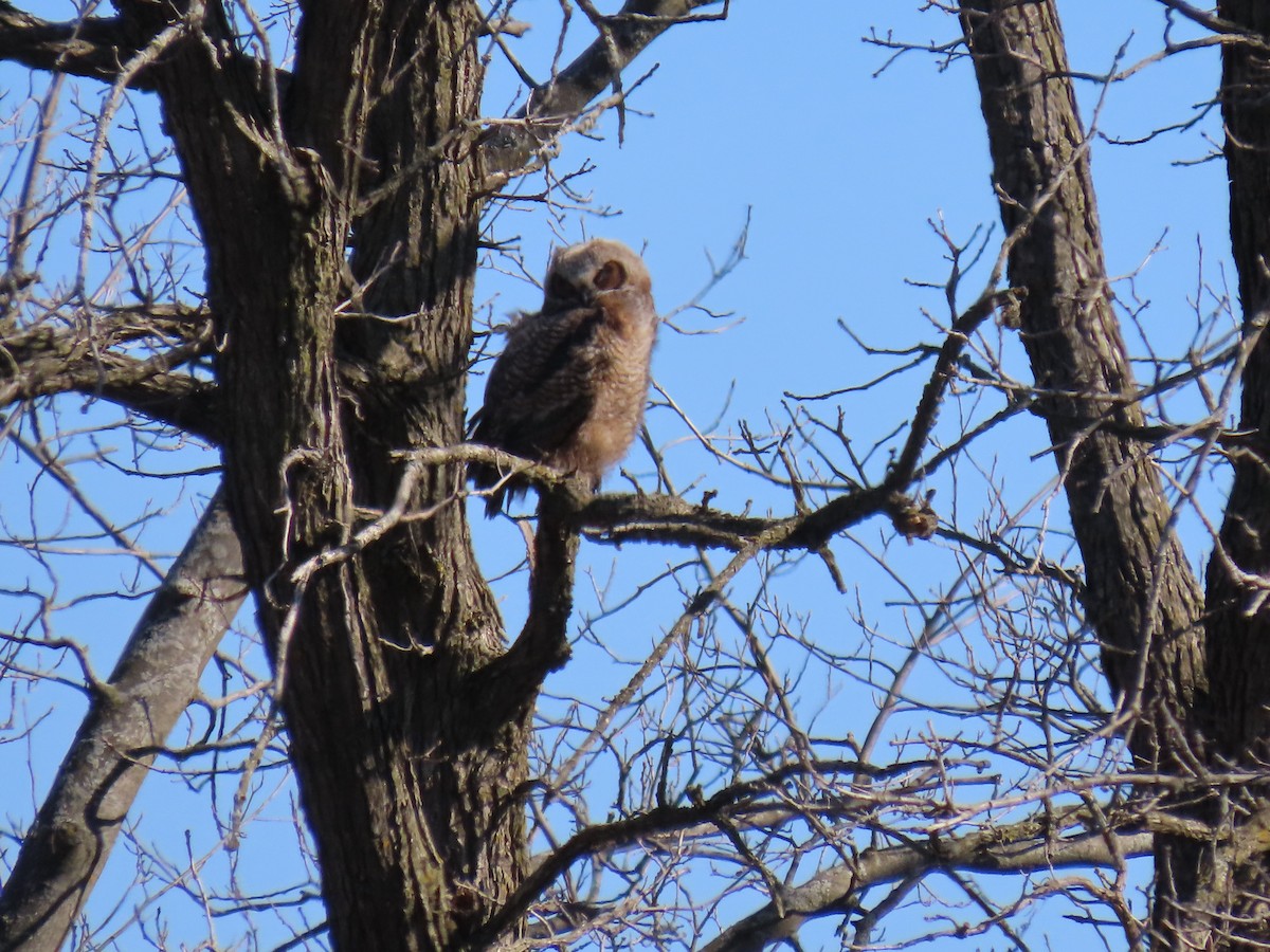 Great Horned Owl - ML617473150