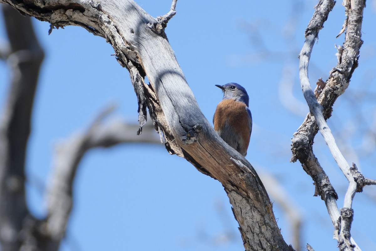 Western Bluebird - ML617473152